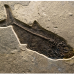 The first mold fossil found