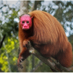 Baby red face Uakari