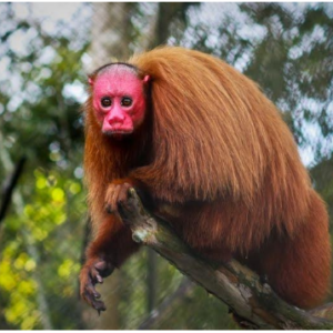 Baby red face Uakari