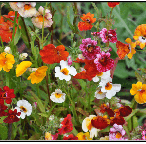 nemesia