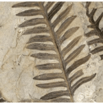 Paleobotany