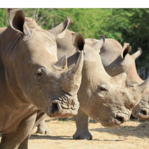  A group of rhinos