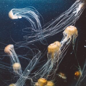 A group of jellyfish