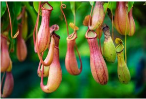 Corpse flower is an endangered plant species