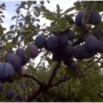 damson tree