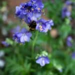 Polemonium Caeruleum.