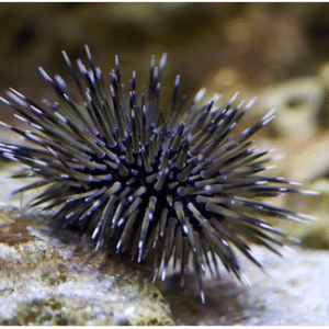 Sea Urchin