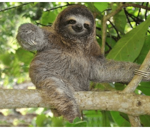  Sloth 