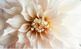 beautiful white Dahlia