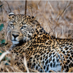 Acinonyx jubatus, Cheetah cub