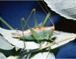 A shot of Meadow Grasshopper