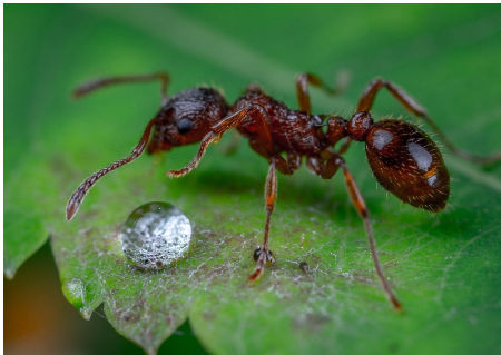 An ant and a water droplet on a leaf