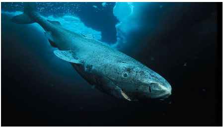 Greenland Shark