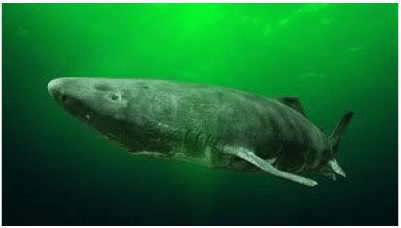 Greenland Shark