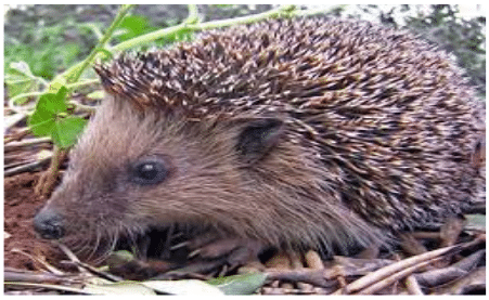 Hedgehog playing