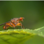 Housefly sitting on a leaf