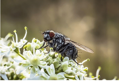 Housefly sitting on flower petals