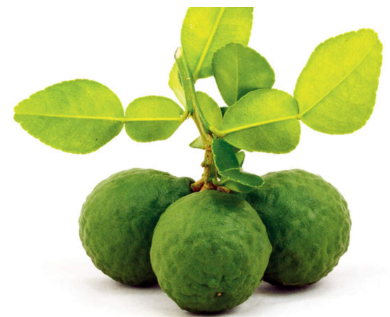 Leaves and fruits of Kaffir lime