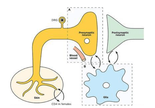 Neuronal cell death