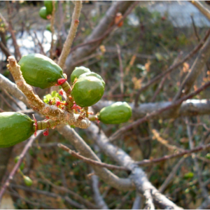 Jocote on tree