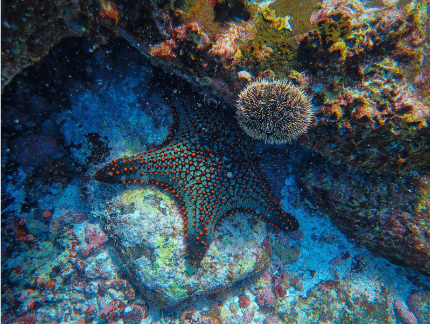 Example for echinoderm