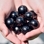 a handful of jabuticaba fruits