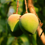 rosy mangoes hanging on a tree branch