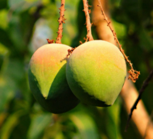 rosy mangoes hanging on a tree branch
