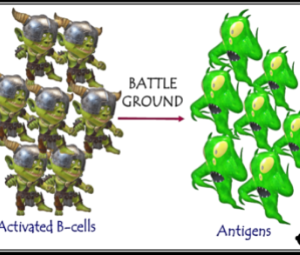B-cell fighting antigens