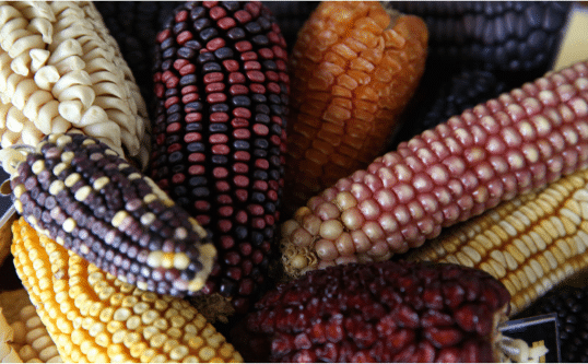 Varieties of maize