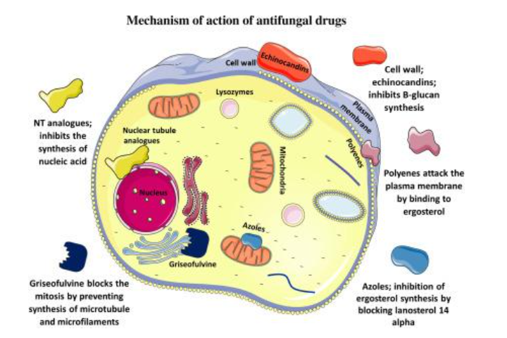 Types of antifungal drugs used to treat Candida albicans infections