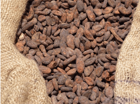 Cocoa beans