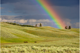 rainbow in the meadows