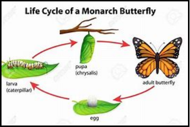 lifecycle of butterfly