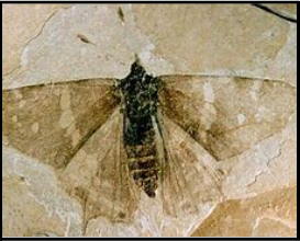 fossil of butterfly