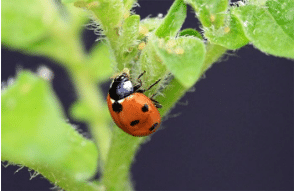 Ladybird beetle feeding on aphids