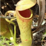 Image of Indian Pitcher plant (Nepenthes khasiana)