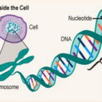 Gene - the unit of genetics