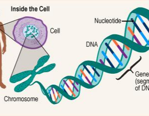 Gene - the unit of genetics