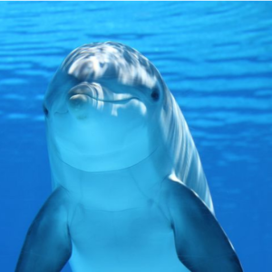 Dolphins share similarities with humans