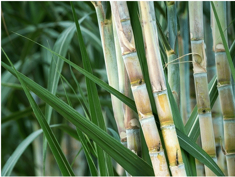 Sugarcane