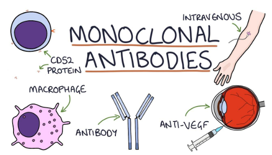 Working principle of monoclonal antibodies (mAb or moAb)