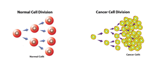 cell division