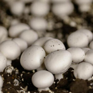 mushrooms,white button mushroom,spawn bags,mushroom after fruiting from spawn,mushroom chili fry