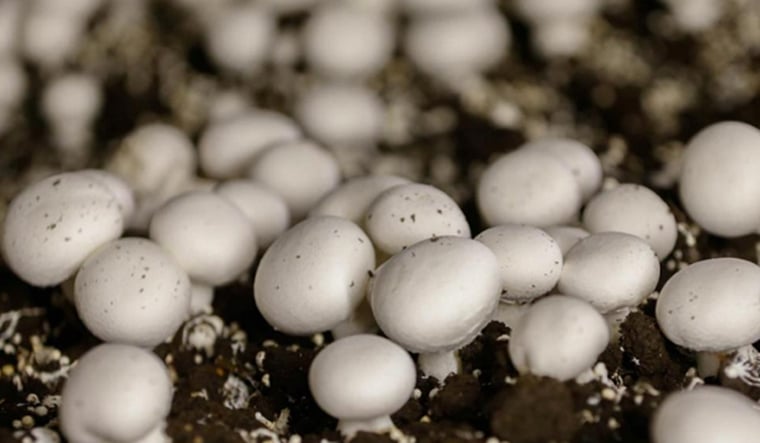 mushrooms,white button mushroom,spawn bags,mushroom after fruiting from spawn,mushroom chili fry