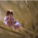 Brown colour insect on purple colour buds