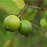 Guava