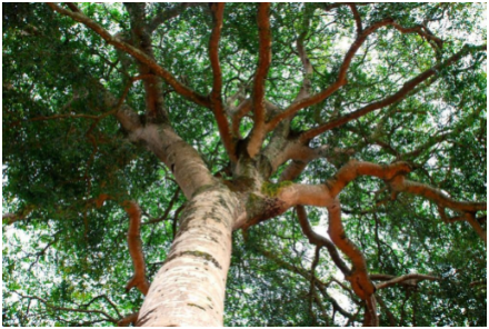 Jatoba tree