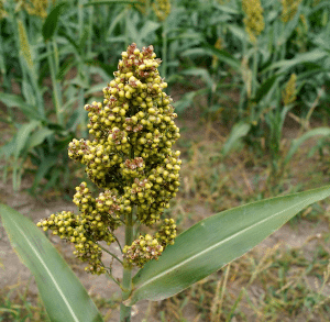 Millet plant