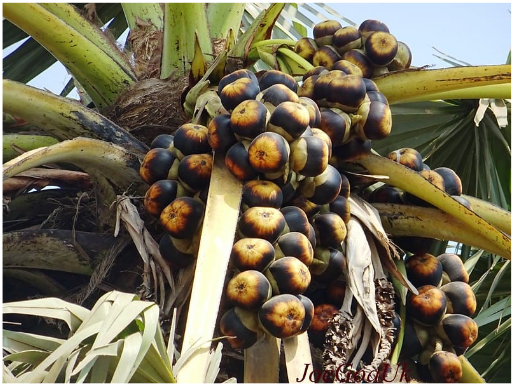 Palm tree bearing numerous fruit